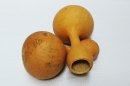 Calabaza botella Ø27-28 cm - Calabaza de botella