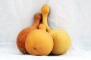 Calabaza botella Ø21-22 cm - Calabaza de botella