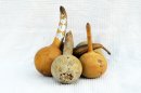 Calabaza botella Ø9-10 cm - Calabaza de botella