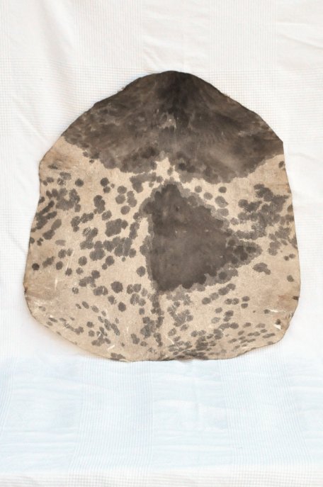 Piel de cabra del Sahel blanca manchada gruesa - Parche para tambor djembé