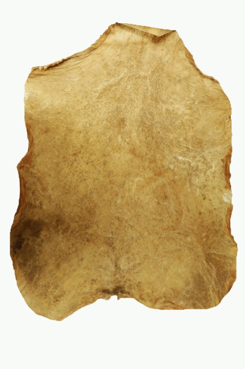 Piel de macho cabrío del Sahel castrado afeitada muy muy gruesa - Parche para tambor djembé