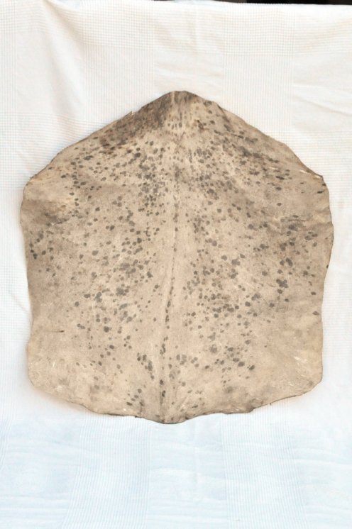 Piel de cabra del Sahel blanca manchada gruesa - Parche para tambor djembé