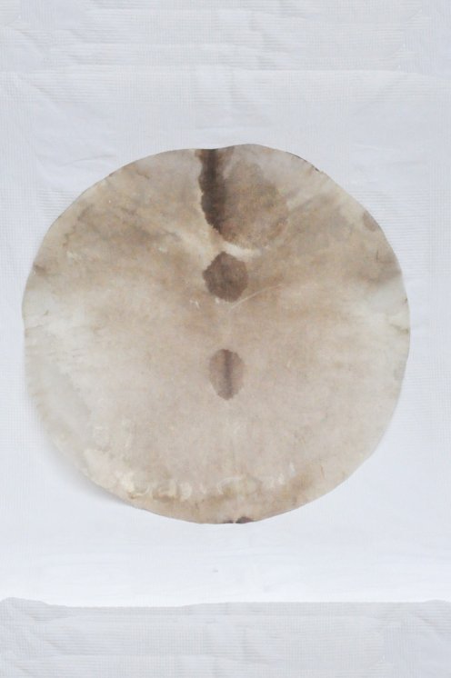 Piel de ciervo afeitada delgada muy grande para tambor djembé percusión