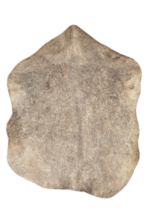 Piel de cabra del Sahel moteada gruesa - Parche para tambor djembé