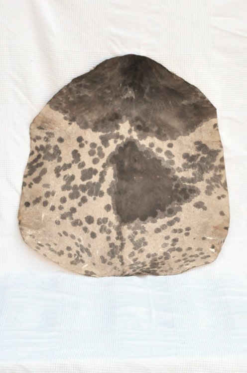 Piel de cabra del Sahel blanca manchada muy gruesa - Parche para tambor djembé