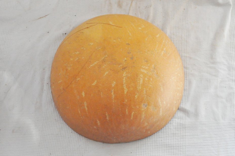 Media calabaza Ø43-44 cm - Calabaza hemisférica