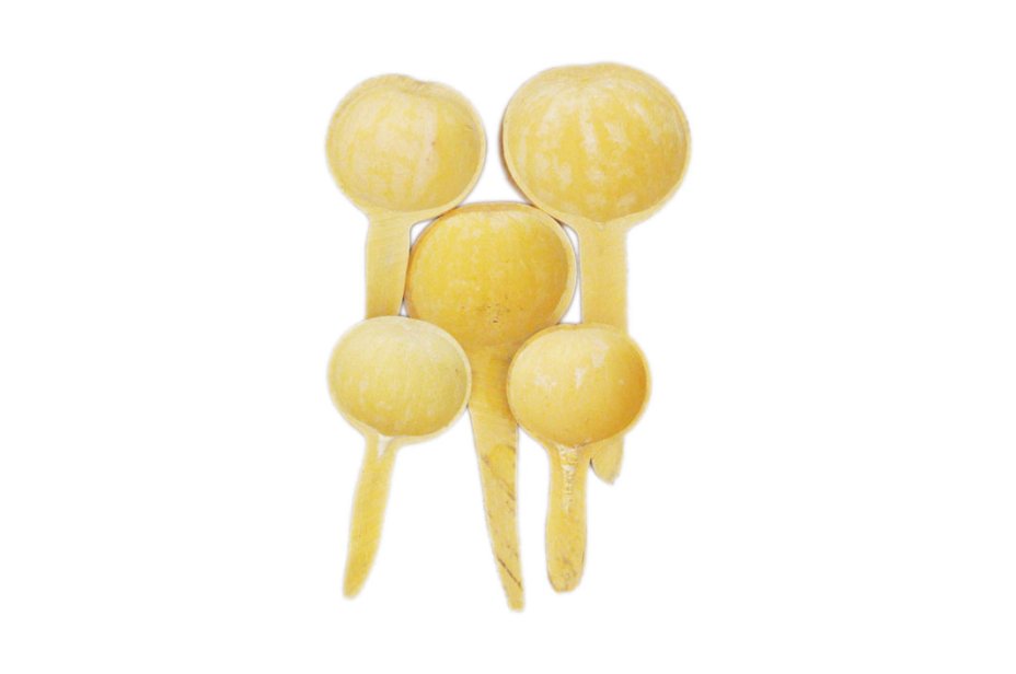 Calabaza cucharón cuchara Ø10-15 cm