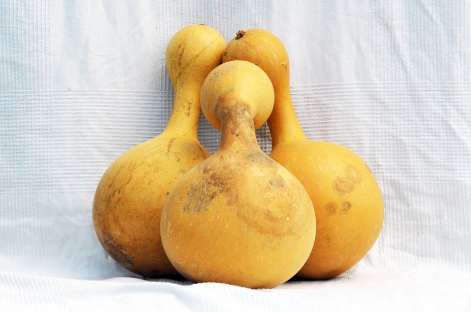 Calabaza botella Ø25-26 cm - Calabaza de botella
