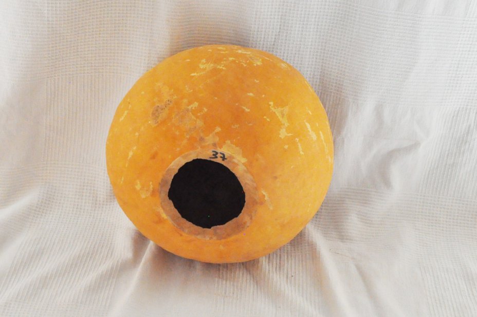 Calabaza entera Ø37-38 cm - Calabaza esferica