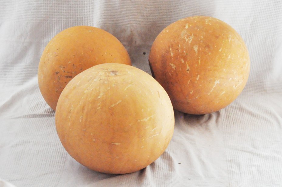 Calabaza entera Ø45-46 cm - Calabaza esferica
