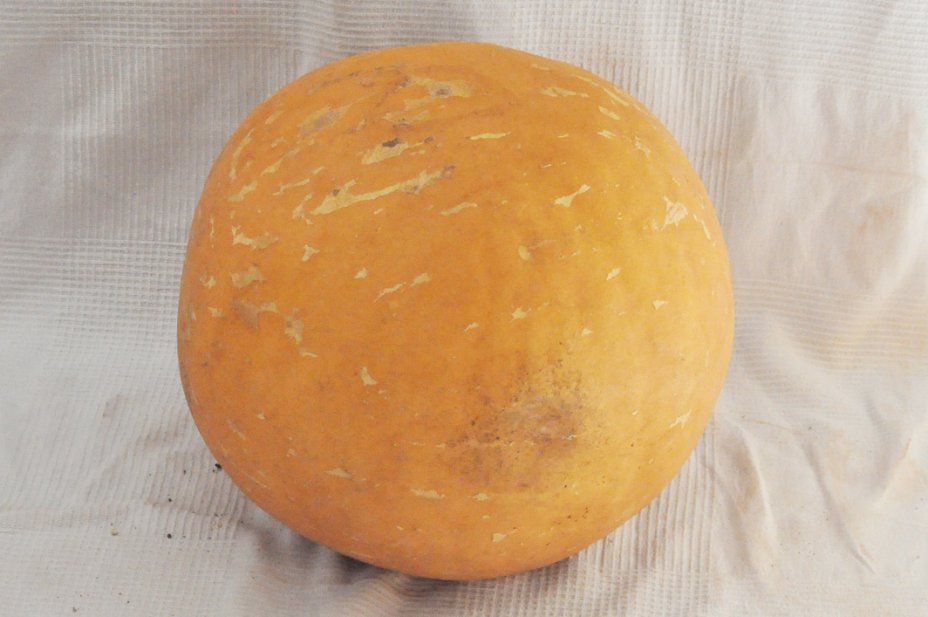 Calabaza entera Ø51-52 cm - Calabaza esferica