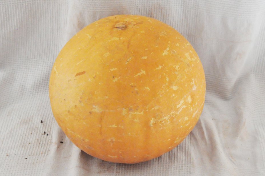 Calabaza entera Ø57-58 cm - Calabaza esferica