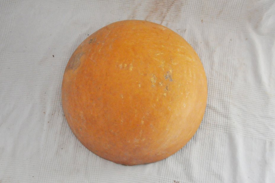 Media calabaza Ø47-48 cm - Calabaza hemisférica