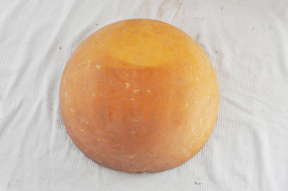 Media calabaza Ø51-52 cm - Calabaza hemisférica