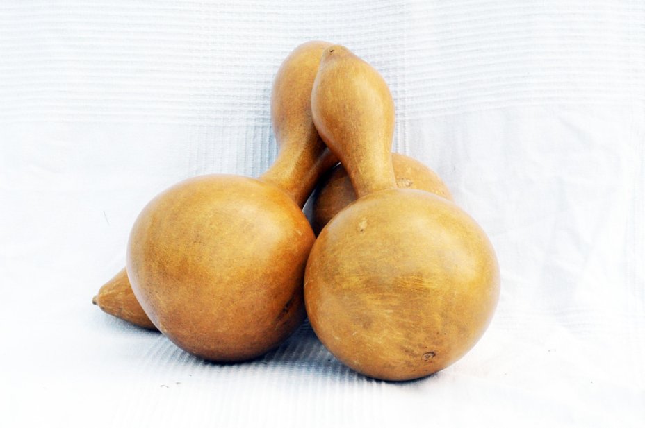 Calabaza botella Ø13-14 cm - Calabaza de botella