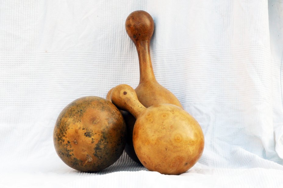 Calabaza botella Ø19-20 cm - Calabaza de botella